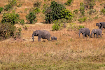 Naklejka na ściany i meble ケニアのマサイマラ国立保護区で見かけた、遠くにいるアフリカゾウの群れ
