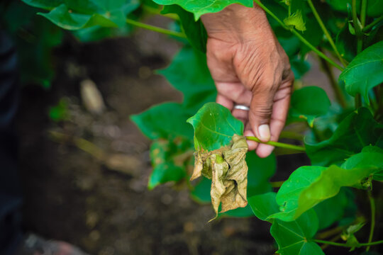 farmer showing damaged cotton leaf