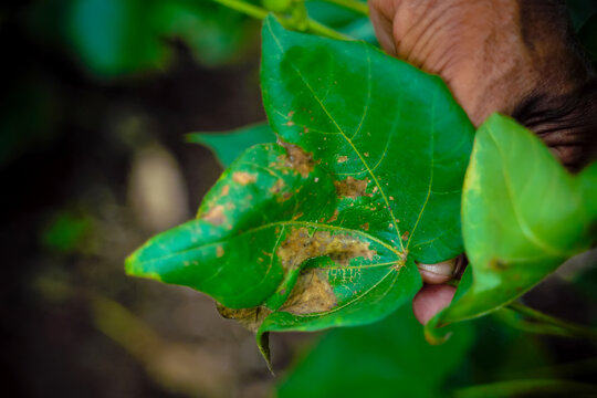 farmer showing damaged cotton leaf