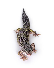 Top view of adult Mack snow leopard gecko aka Eublepharis macularius. Isolated on white background.
