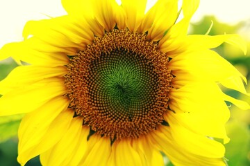 Sunflower natural background. Sunflower blooming. Sunflower field landscape close-up
