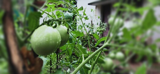 Tomato plant