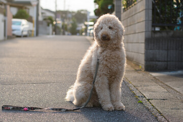 散歩中の犬（ラブラドゥードル）