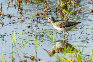 Wood Sandpiper wading in shallow water finding food