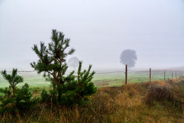 Jesienne mgły nad łąkami Podlasia, Polska