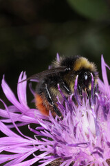 Wiesenhummel (Bombus pratorum) auf Blüte der Flockenblume. Thüringen, Deutschland, Europa
Meadows...