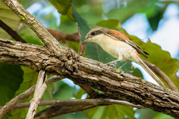 Burmese Shrike perching on a tree branch with a big hairy worm in the beak