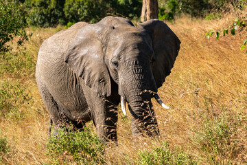 ケニアのマサイマラ国立保護区で見かけた、アフリカゾウの子供