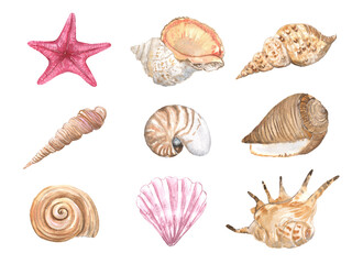 Watercolor illustration of seashells on a white background