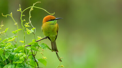 Green Bee-Eater perching on a small tree bush looking into a distance