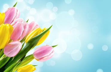 Bunch of yellow and pink tulip flowers on blue blur background