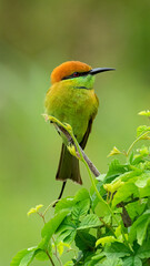 Green Bee-Eater perching on a small tree bush looking into a distance