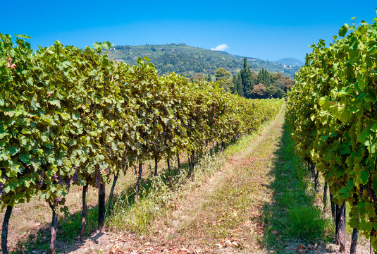 Vineyards of Amarone grapes (red wine of Valpolicella Valley, Northern Italy) during summertime, before harvesting. Color image.