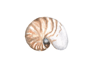 Watercolor illustration of seashells on a white background