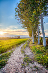 Naklejka premium Summer sunset panorama of the countryside area of Lomellina (between Lombardy and Piedmont, Northern Italy); it's famous for its rice cultivations. Color image.