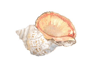 Watercolor illustration of seashells on a white background