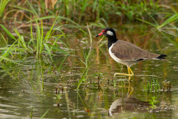 Red-Wattled Lapwing wading in shallow water