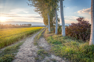 Summer sunset panorama of the countryside area of Lomellina (between Lombardy and Piedmont, Northern Italy); it's famous for its rice cultivations. Color image.