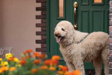 散歩中の犬（ラブラドゥードル）