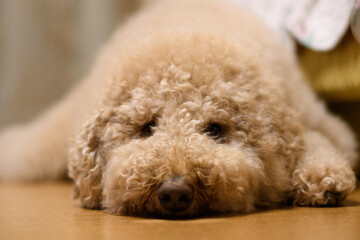 くつろぐ犬（ラブラドゥードル）