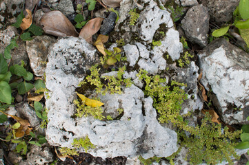 自然の石に生える薄緑の苔