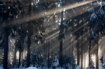 Winterliche Impressionen im verschneiten Winterwald. Oberhof, Thüringen, Deutschland, Europa  --  
Winter impressions in the snowy winter forest. Oberhof, Thuringia, Germany, Europe 