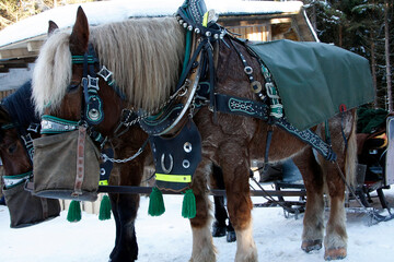 F&uuml;tterung der Pferde waehrend der Schlittenfahrt in Oberhof, Th&uuml;ringen, Deutschland, Europa - 
Feeding the horses during the sleigh ride in Oberhof, Thuringia, Germany, Europe
