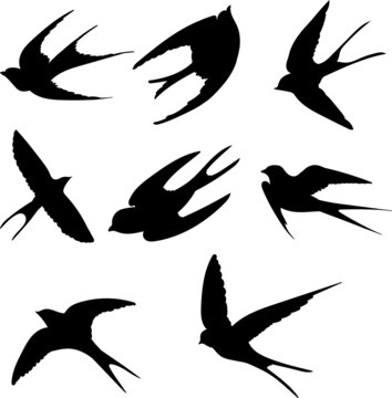 Silhouette of flying swallows isolated on a white background. Vector set of illustrations of various steps fly feather bird wings silhouettes. 