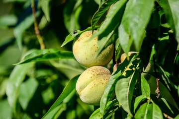 Two ripe young fresh green peaches and green leaves in a tree orchard in a garden in a sunny summer day, beautiful outdoor background photographed with soft focus.