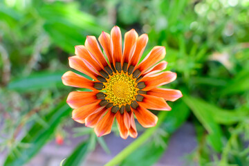 Top view of many vivid orange gazania flowers and blurred green leaves in soft focus, in a garden in a sunny summer day, beautiful outdoor floral background.