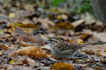 Female White-throated Sparrow camoflaged against the fall leaves
