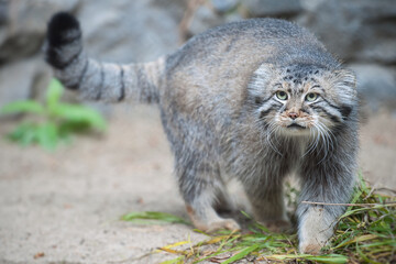 Pallas's cat (Otocolobus manul). Manul is living in the grasslands and montane steppes of Central Asia. Portrait of cute furry adult manul on the sand. Instinct to hunt