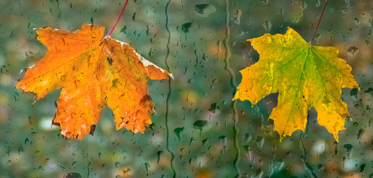 Autumnal maple leaf on a car windshield with drops of rain or drizzle, concept of weather forecast, blurred background, focus on leaves