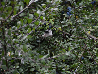 Long Tailed Tit in a sloe berry bush, the berries are ripe and ready to be picked and there are lots of leaves. 