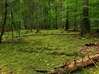 Vibrant Green Forest Floor Covered in Moss in Germany