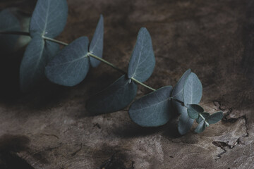 green leaf eucalyptus flower art 
