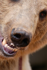 grizzly clouse up