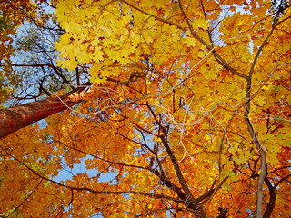 autumn leaves in the sky