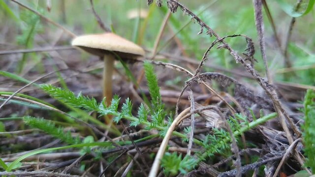 Close up of a single wild mushroom growing through different vegetation. Moody autumnal view, nature freshness with white fungal species on the meadow. Fall season atmosphere.