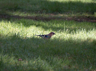A single Jay in a woodland clearing full of grass with light and shadows. 
