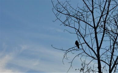 bird on a branch