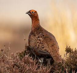 Grouse