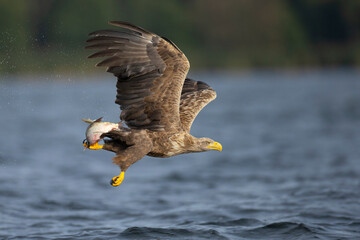 White-tailed eagle catching a fish in its claws