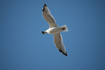 Herring Gull with a live mussel and a blue sky background. 