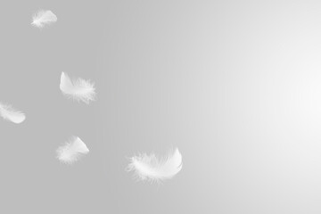 Soft fluffy a white feathers floating in the air. Feather abstract freedom concept background. 