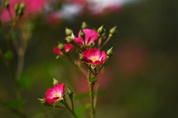 Roses in full bloom in the rose garden
