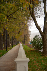 Fototapeta na wymiar An alley strewn with leaves in a Park.