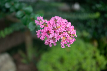 Obraz premium ピンク色のさるすべりの花