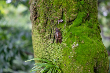 苔むした木の幹にとまるアブラゼミ