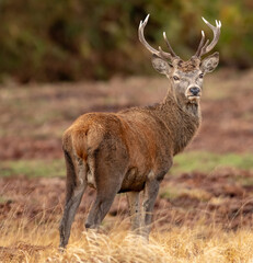 Red Deer Stag